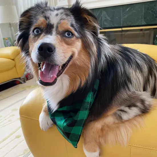 Wrapables Christmas Pet Triangle Bandana, Bib Scarves For Cats and Dogs (Set of 2), Large, Buffalo Plaid {5}