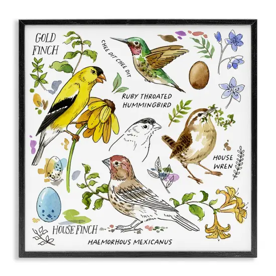 Stupell Industries Local Birds Chart Framed Giclee Wall Art Design by Jane Maday {1}