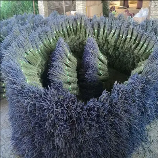 Lavender Dried Ultra Blue Bundles 200+ Stems (16" - 18" Long) for Home Decor, Crafts, Gift,Wedding or Any Occasion {4}