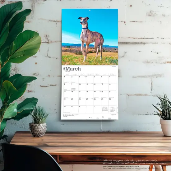 Greyhounds | 2026 12 x 24 Inch (Hanging) Monthly Square Wall Calendar | Plastic-Free {5}