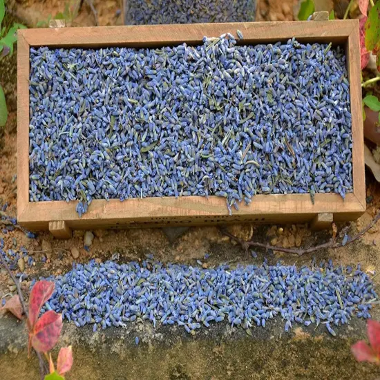 1 Lbs French Dried Lavender Buds - Lavandula Dentata, 16 oz Value Pack - Highland Lavender Flower Buds for Culinary, DIY Projects, and Aromatherapy, LV-U-3 {1}