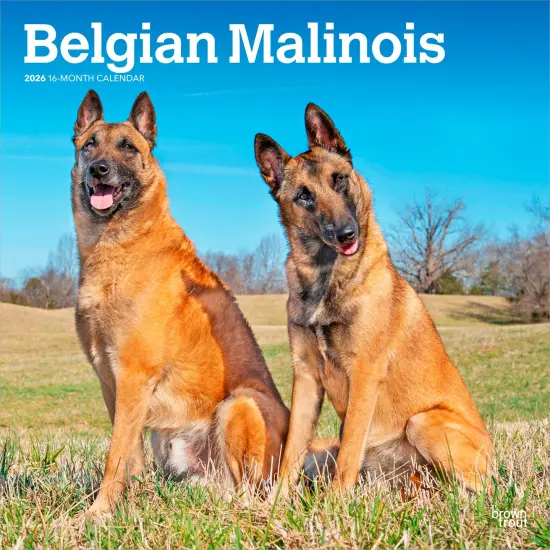 Belgian Malinois | 2026 12 x 24 Inch (Hanging) Monthly Square Wall Calendar | Plastic-Free {1}