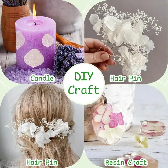 1500Pcs Real Dried Ivory White Hydrangea Flower Petals {3}