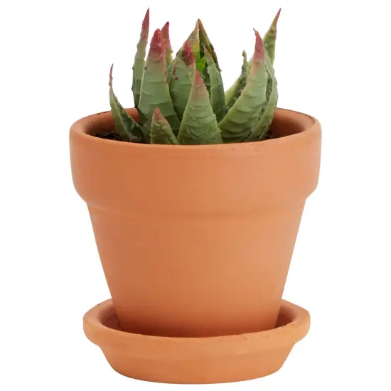 16-Pack Small Terracotta Pots with Saucers and Drainage Hole, 2.2 x 2.2 x 1.9 Inches Paintable Pottery for Succulents, Plants, Flowers, Cactus, Garden Nursery, and Wedding Decor {6}