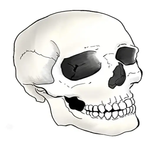 Skull Edible Icing Image Cake cupcake topper for 1/4 sheet cake or larger {1}