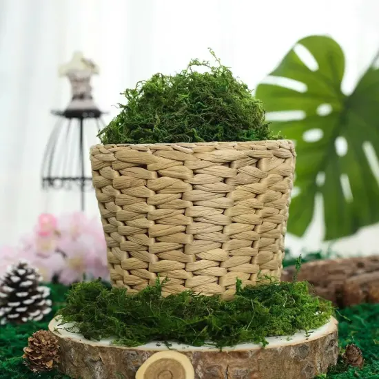 50 grams Green Natural Reindeer Moss Vase Fillers Wedding Party Decorations {2}
