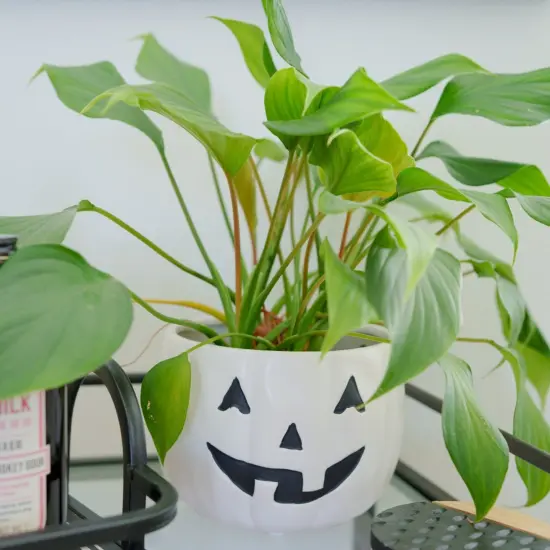 JACK-O-LANTERN BOWL 5.5" Orange Pumpkin {2}