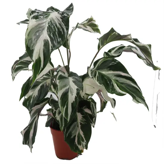 Calathea Stella - Prayer Plant - Calathea lancifolia - 4" Pot {3}