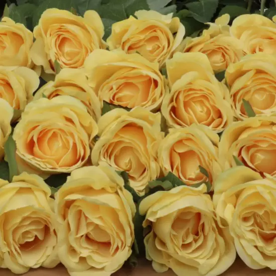 20" Yellow Rose Bud Stem - 48-Pack, Realistic Silk Foliage, Lifelike Blooms, Perfect for Floral Arrangements, Events & Home D&eacute;cor - Ideal for All Seasons, Floral Home by Artificial Flowers {4}