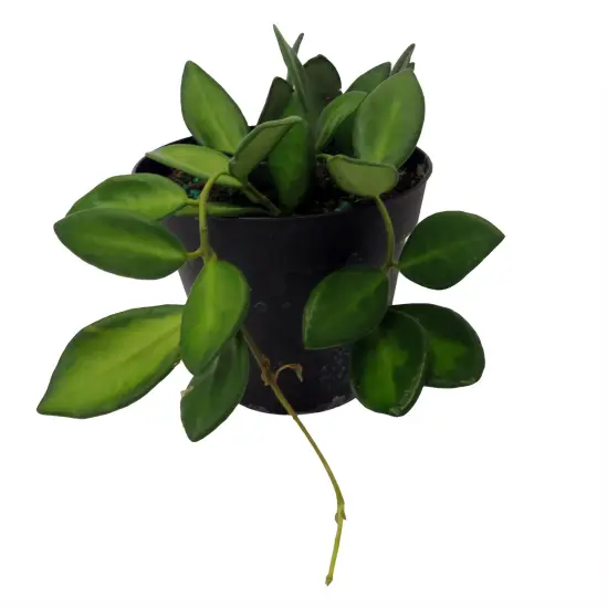 Rare Variegated Burtoniae Wax Plant - Hoya - Collector's Series - 4" Pot {5}