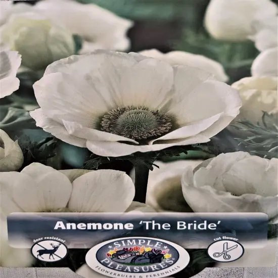 The Bride Poppy Anemone - Windflowers - 15 Bulbs - 8/+ cm {1}