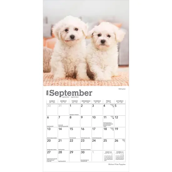 Bichon Frise Puppies | 2026 7 x 14 Inch (Hanging) Monthly Mini Wall Calendar {4}