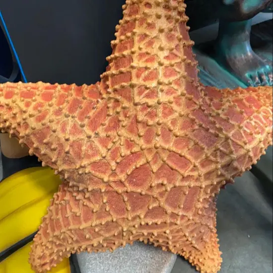 Comic Cushion Starfish Statue {5}