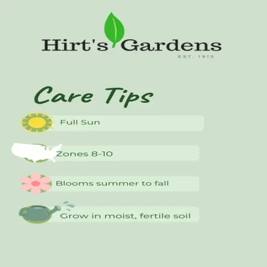 Fire and Ice Anemone Flowering Dahlia - #1 Size Root Clump - Bold Pattern {3}