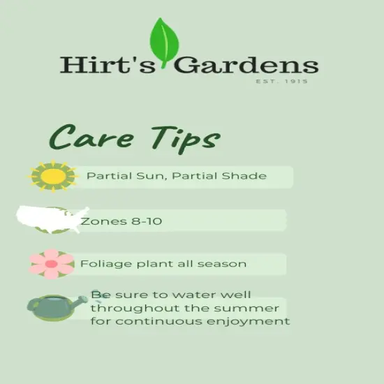 White Flag Triumph Tulip 7 Bulbs - 12/+ cm Bulbs {4}