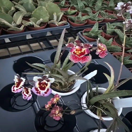 Tiny Dancer- Tolumnia- Miniature Orchid Plant without Flower Spike - 2" Pot - Beautiful House Plant {6}