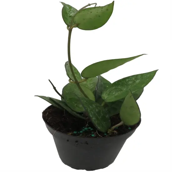 Black Margin Hoya Parasitica - 4" Pot - Collector's Series {5}