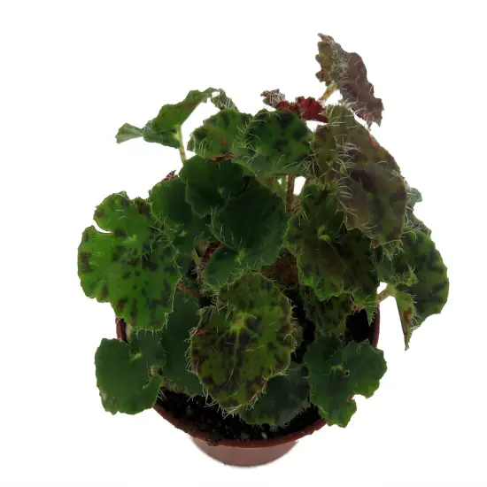 Kevin Whitecotton Begonia Plant - 2.5" Pot - Small Leaves {3}