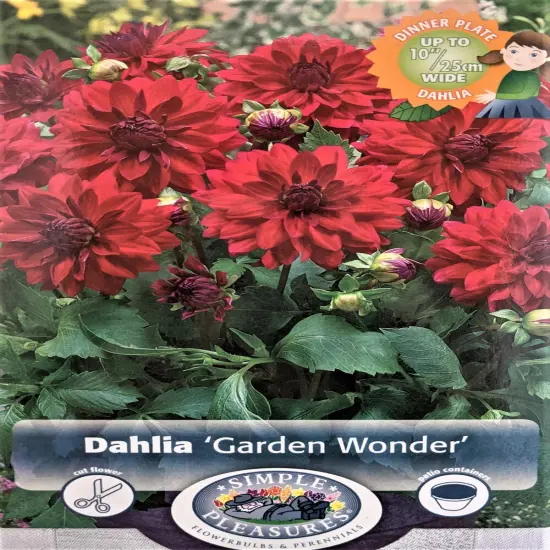 Garden Wonder Decorative Dahlia - Bright Red - #1 Size Root Clump {1}