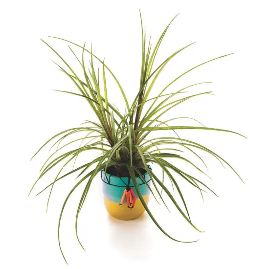 Color-Me&trade; Ceramic Bisque Planter (Pack of 12) {6}