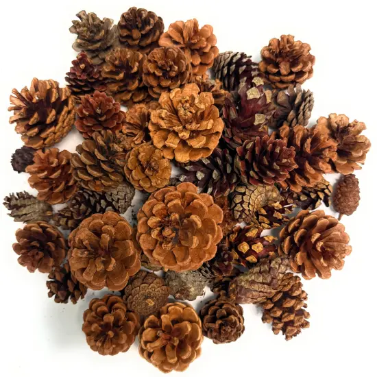 Cinnamon Scented Pinecones Variety 1 lb for Decorating, Over 40 Small Cinnamon Pine Cones for Crafts and Vase Filler Cinnamon Fragrance Pine Cones {1}