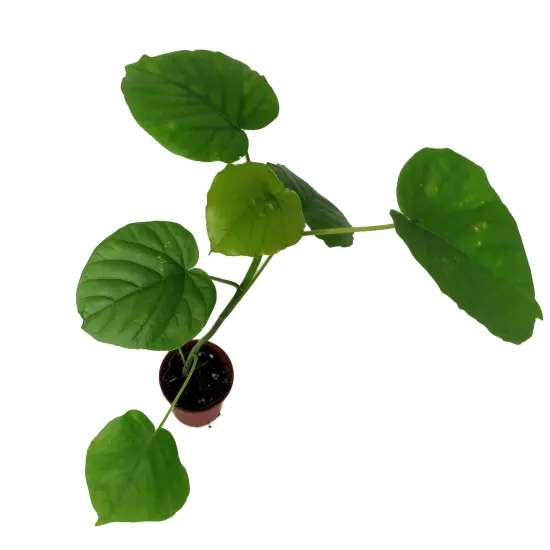 Sweetheart Ficus - Ficus Natarensus - 2.5" Pot - Easy House Plant {3}