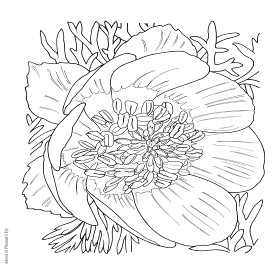 Creative Haven: In Full Bloom Coloring Book-Softcover {6}