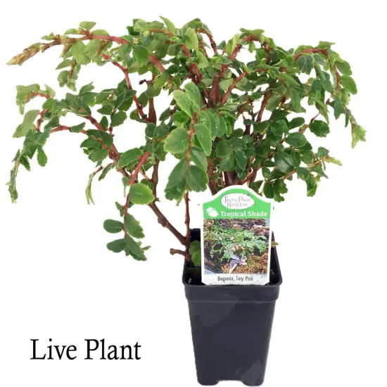 Tiny Pink Begonia Plant - 2.5" Pot - Terrarium/Fairy Garden/House Plant {2}