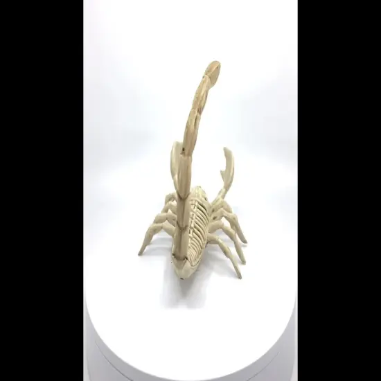 Realistic Skeleton Scorpion with Durable Injection Plastic 9 Inches Long {4}