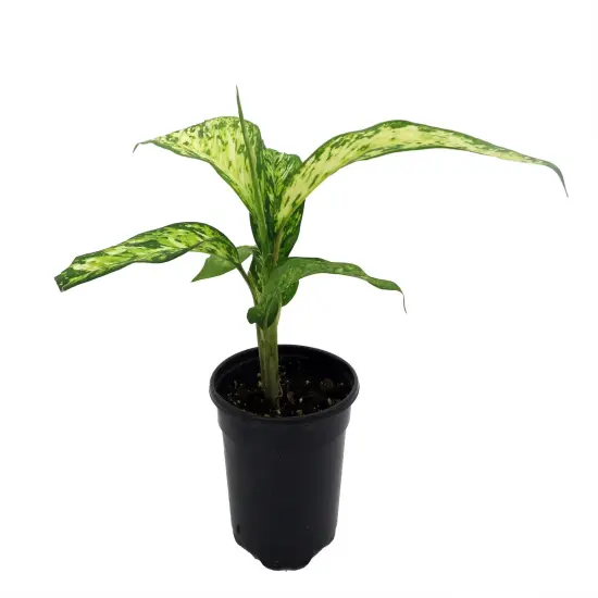 Starbright Dieffenbachia Plant-4" Pot {1}