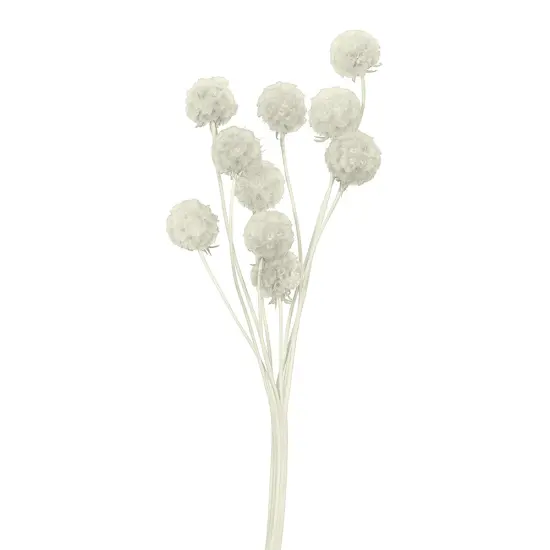 Scabiosa Flower White {1}