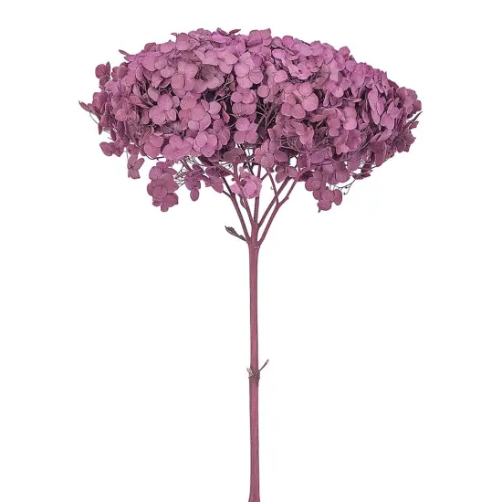 Single Anna Hydrangea Green {3}