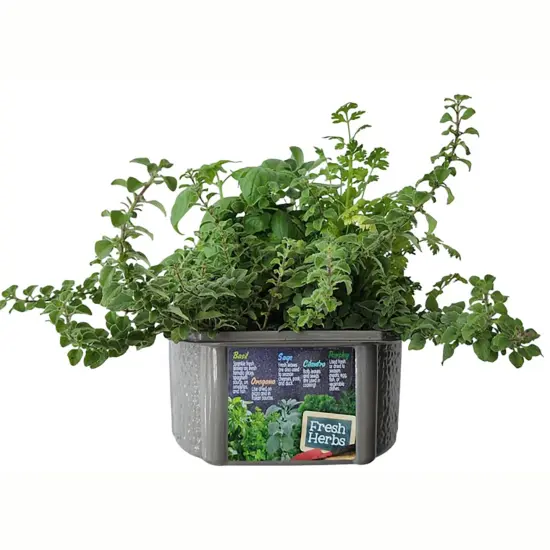 Unique Gardener: Culinary Herb Collection - DIY Biosphere Terrarium Starter Kit, Grow 5 Different Delicious Herb Plants, Kitchen Window Indoor Garden {3}