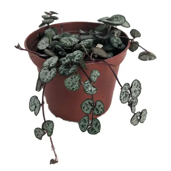 String of Hearts - Hearts Entangled -Ceropegia woodii-2.5" Pot-Collector' Series {1}