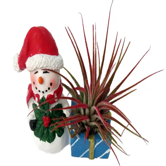 Ceramic Snowman with a Santa Hat Planter plus Live Air Plant - Tillandsia {3}