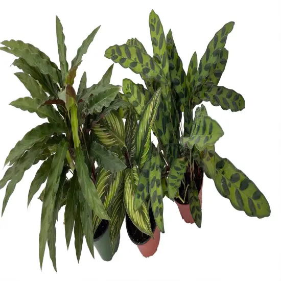 Calathea Assortment - 3 Pack in 4" Pots {3}