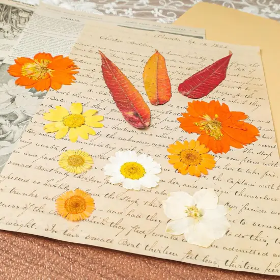 120Pcs Dried Pressed Flowers - (Delicate Color) {5}