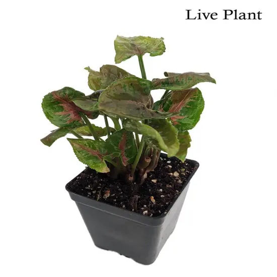 Pink Fairy Arrowhead Plant - Syngonium - Nepthytis - 2.5" Pot - Fairy Garden {2}