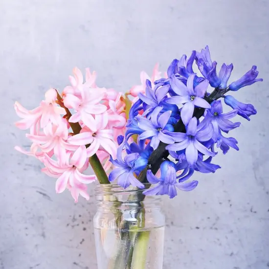 Hyacinth - Premium Fragrance Oil {1}