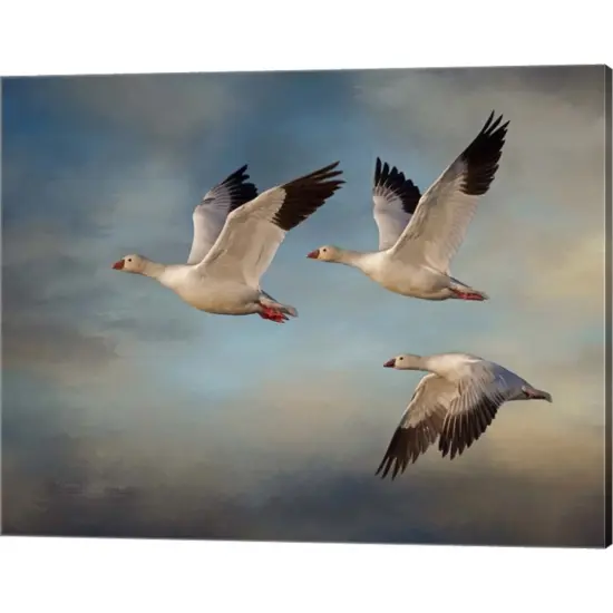Snow Geese by Larry McFerrin 20" x 16" Canvas Wall Art {1}