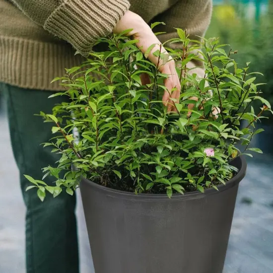 Heavy Duty Premium Black Plastic Nursery Plant Container Garden Planter Pot 3gal {3}