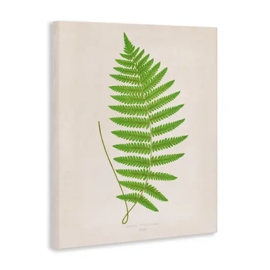 Stupell Industries Single Fern Branch Canvas Design by Phillipa Katz {3}
