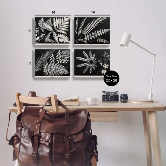 Stupell Industries Ferns Studies with Stark Contrast 4pc Canvas Set Design by Phillipa Katz {3}