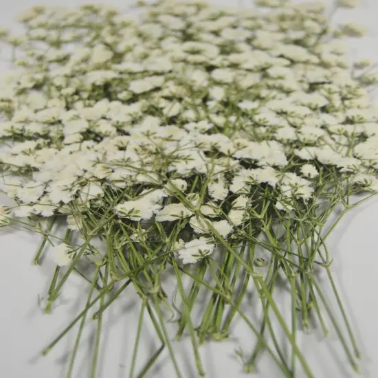50 pcs Real Pressed Dried Flowers Mini White Gypsophila Baby's Breath for Wedding Invitation Resin DIY Art Floral Decors {5}