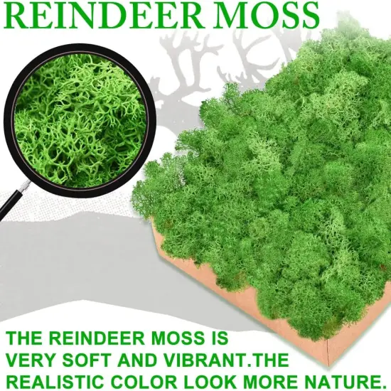 Preserved Moss for Crafts Green Reindeer Moss for Potted Plants, Craft Decorative Moss Decor for Wall Art, Dried Moss {5}