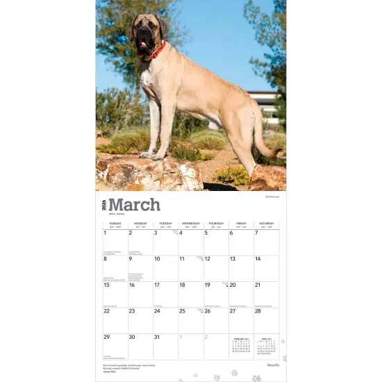 Mastiffs | 2026 12 x 24 Inch (Hanging) Monthly Square Wall Calendar | Plastic-Free {3}