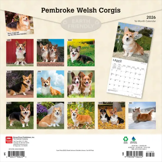 Pembroke Welsh Corgis | 2026 12 x 24 Inch (Hanging) Monthly Square Wall Calendar | Plastic-Free {2}