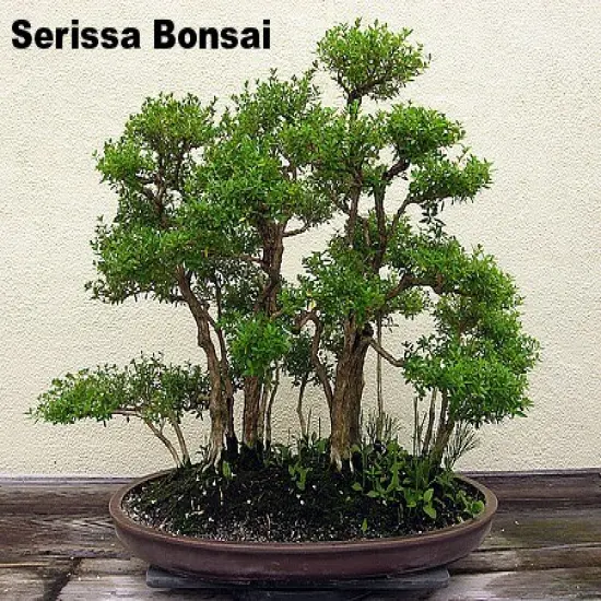 Double White Serissa Tree - 2.5" Pot - House Plant, Fairy Garden Plant, Bonsai {4}