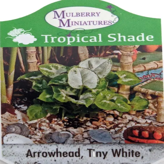 Tiny White Arrowhead Plant - Syngonium - Nepthytis - 2.5" Pot - Fairy Garden {3}