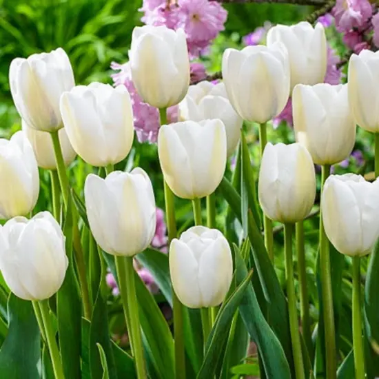 Snow White Single Late Tulip 7 Bulbs - 12/+ cm Bulbs {1}